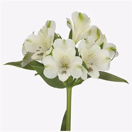 Alstroméria Bright Star • 75 cm
