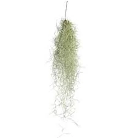 Tillandsia Usneoides 50cm