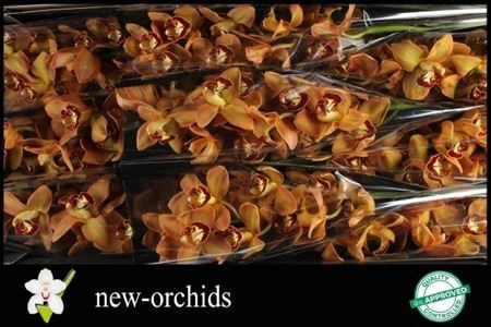 Orchidea Cymbidium Charly Brown, celá stonka • 60 cm