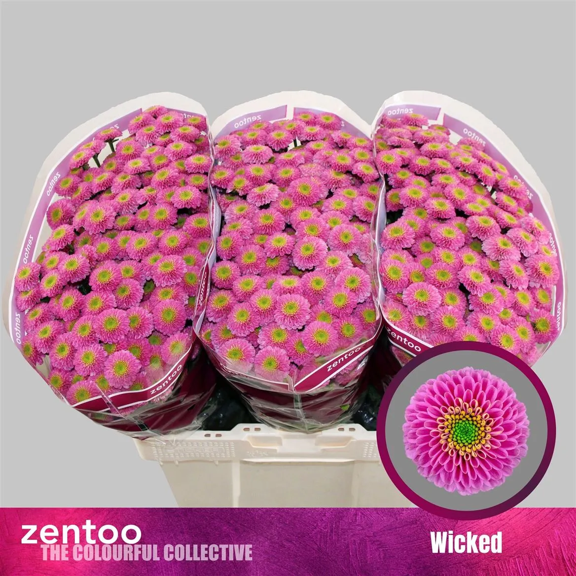 Chryzantéma santini Wicked • 55 cm