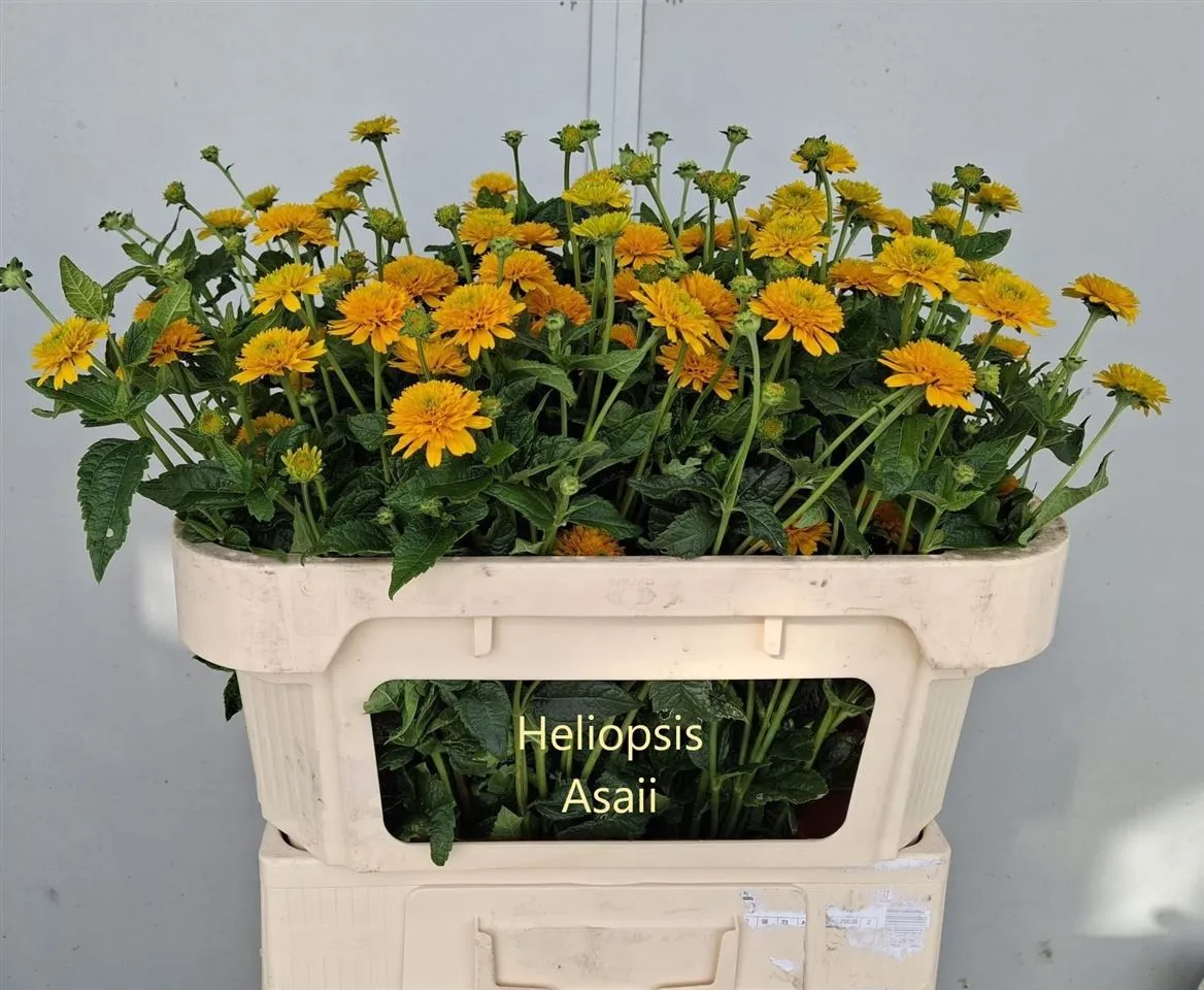 Heliopsis Helianthoides Asahi • 70 cm