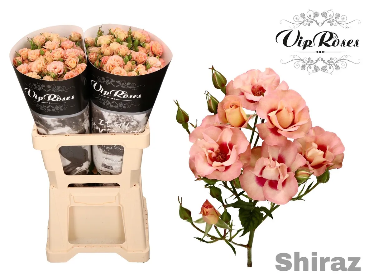 R Tr Shiraz! • 60 cm