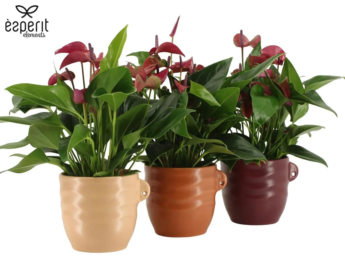 7504434: Recreate Anthurium Karma Purple • črepník 12 cm