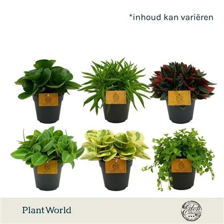 Peperomia Gemengd • črepník 12 cm