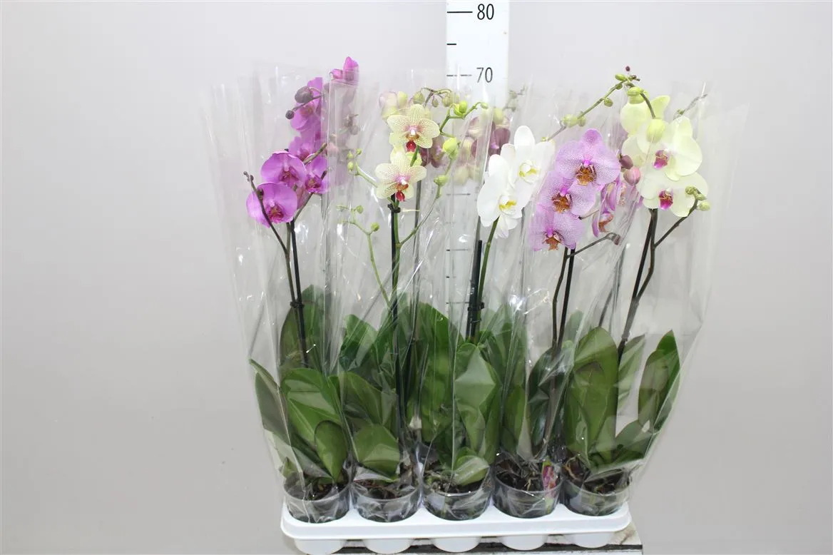 Orchidea Phalaenopsis mix 9+, 1 výhon • črepník 12 cm