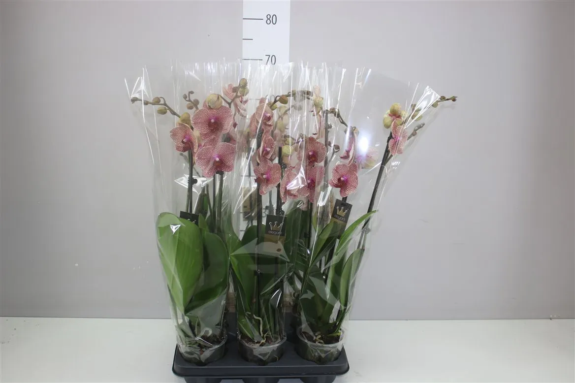 Phal Lava 2 Tak • črepník 12 cm