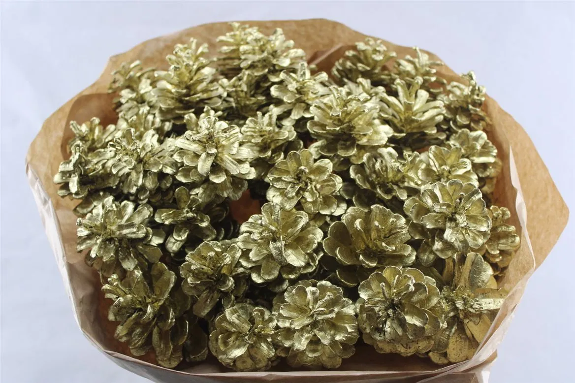 Denn Gold, sušené • 50 cm