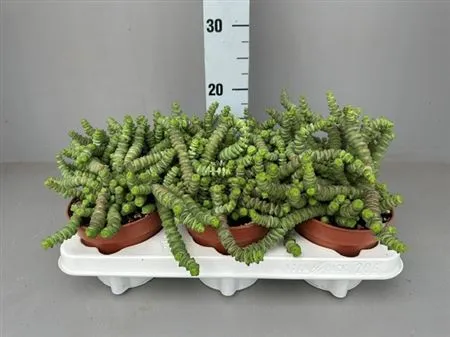Crassula Hottentot • črepník 12 cm