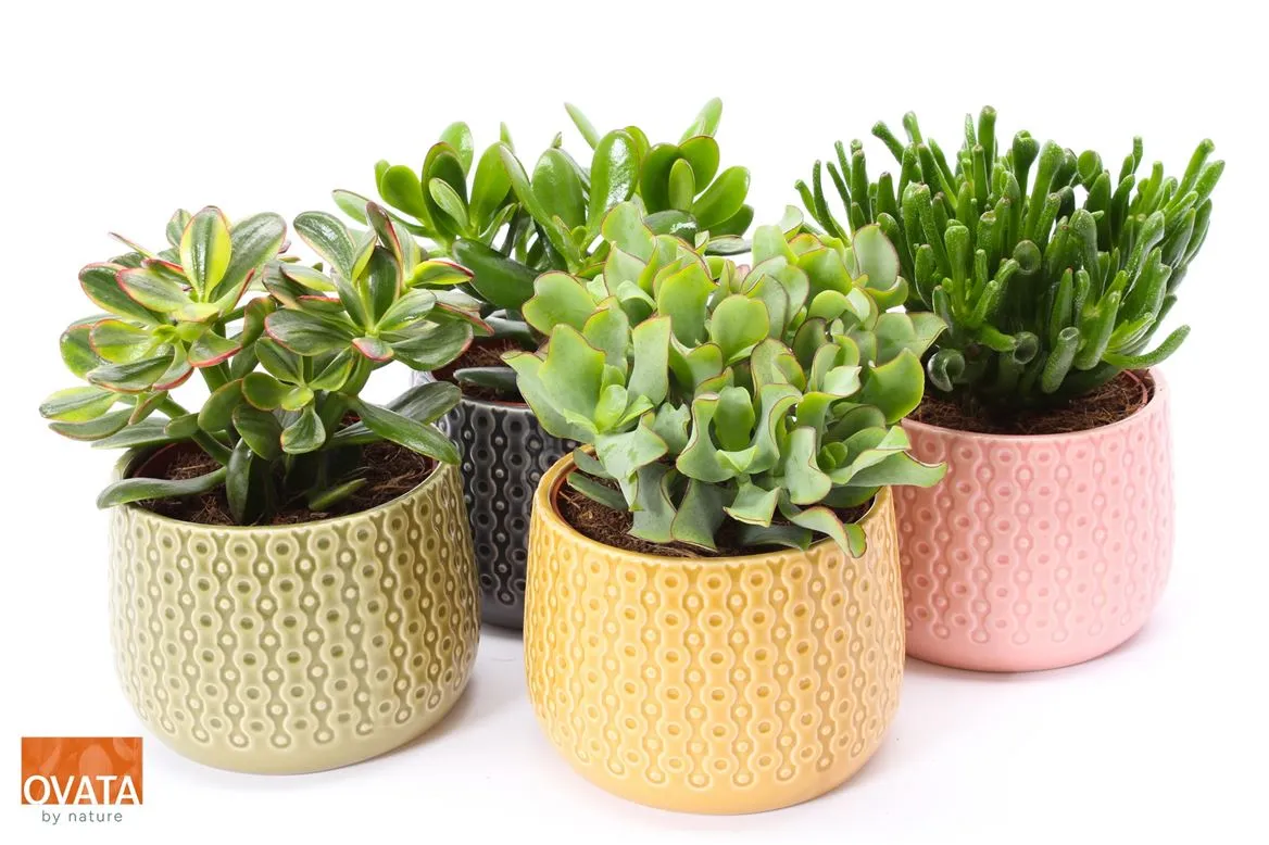 Crassula mix v obale Brasil • črepník 15 cm