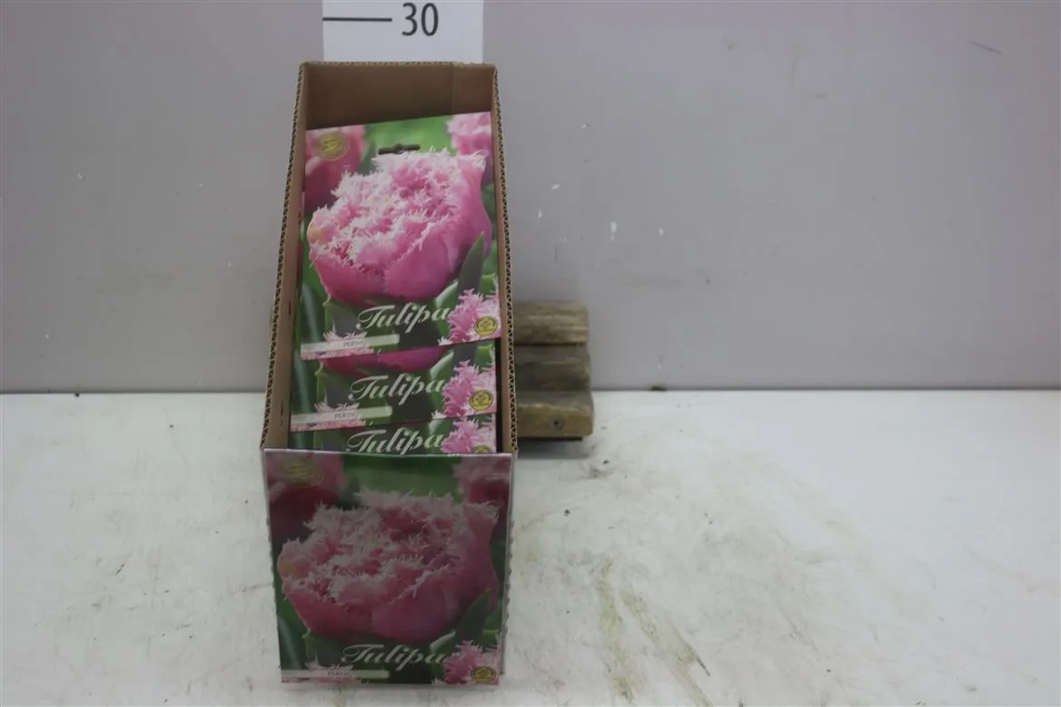 Bol Tulp Fringed Double Perth X7