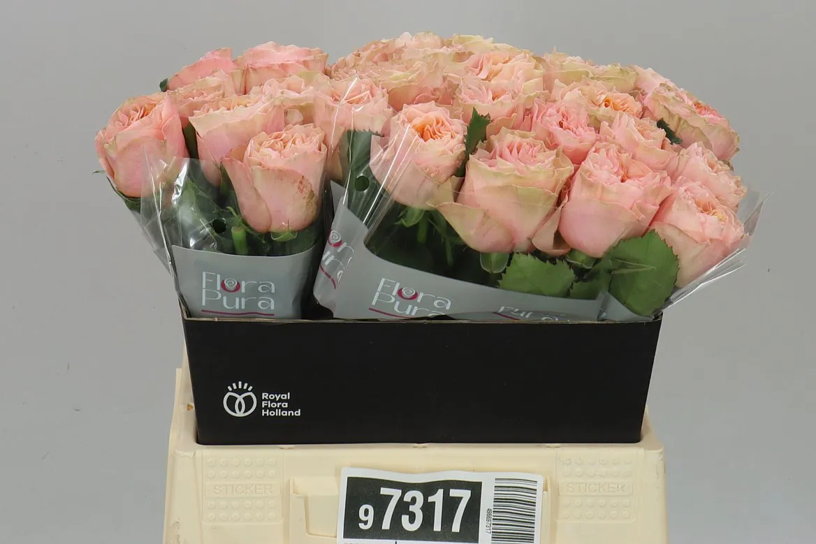 Rosa Gr Eleganza • 60 cm