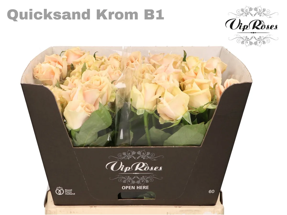 R Gr Quicksand Krom B1 • 55 cm