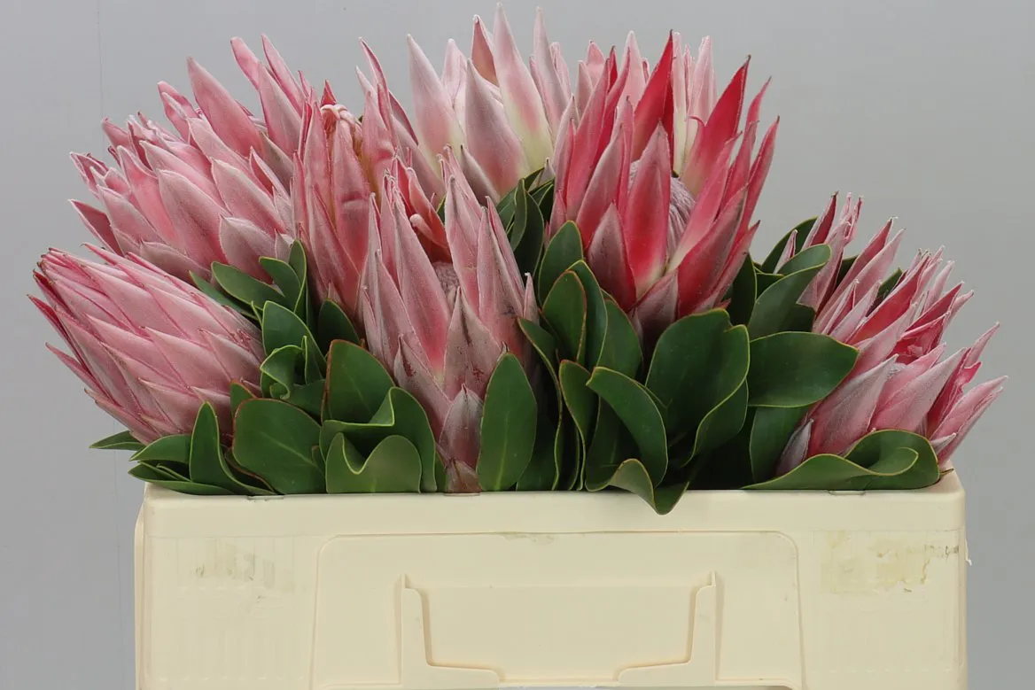 Protea Cynaroides • 50 cm