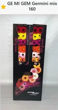 Gerbera Aqua Mini mix X160 • 80 cm