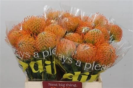Leucospermum Ayoba Sun • 40 cm