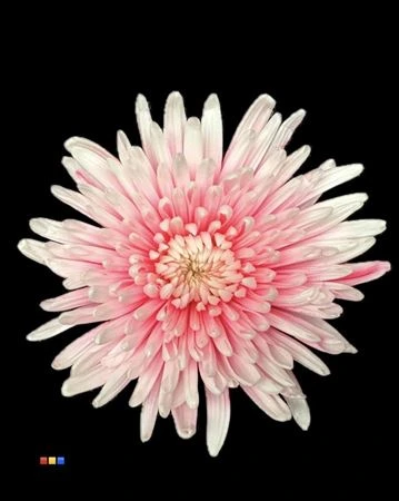 Chryzantéma veľkokvetá Topspin Pastel Pink • 70 cm