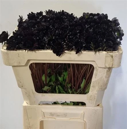 Cosmos Black Beauty • 50 cm