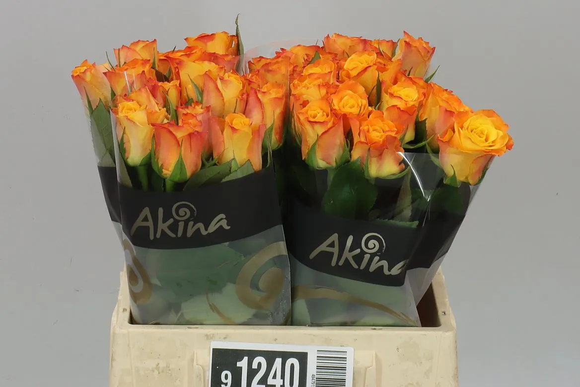 Ruža Marie-claire! • 40 cm