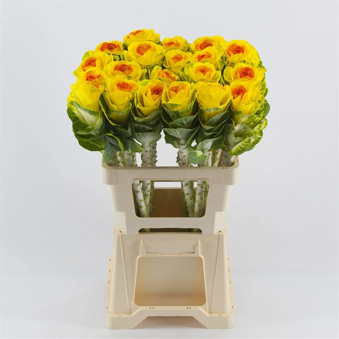 Brassica Powdered Yellow Orange • 60 cm