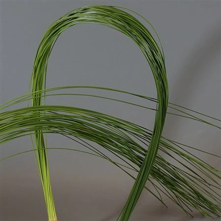 Flexi Gras • 90 cm