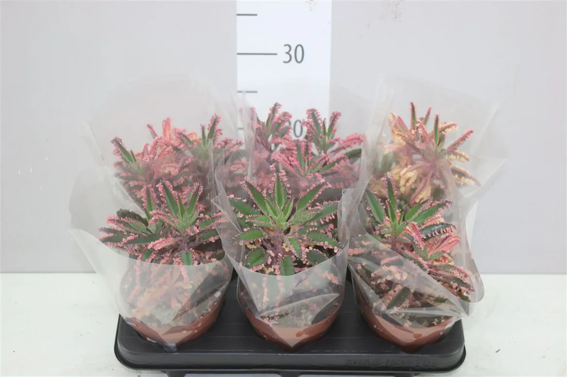 Kalanchoe Pink Special • črepník 13 cm