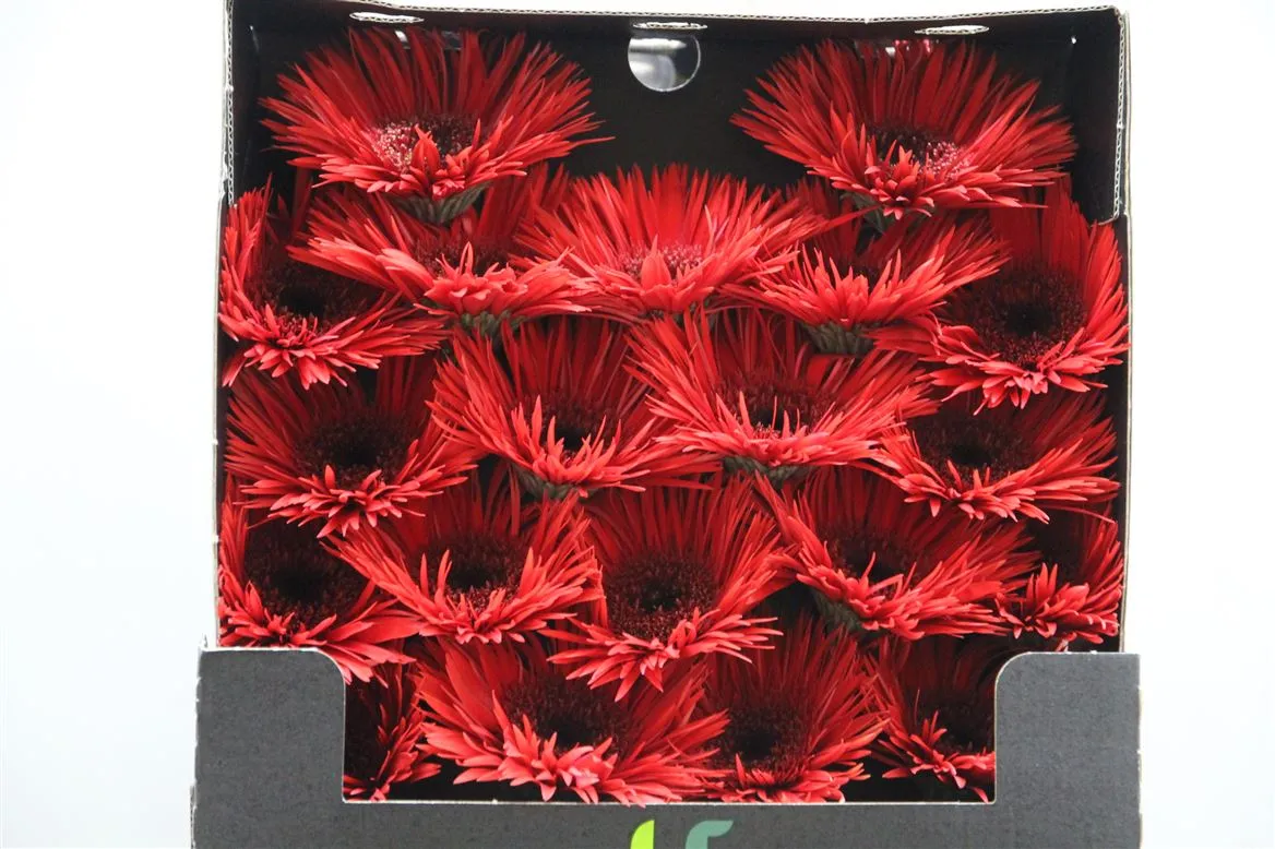 Germini Diamond Spider Vulcano • 55 cm