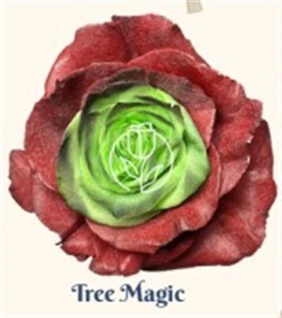 Ruža farbená Tree Magic, Ekvádor • 50 cm