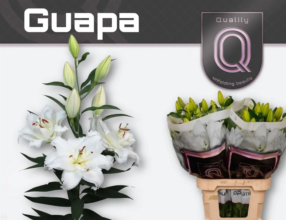 Lil Or Guapa (double) • 85 cm