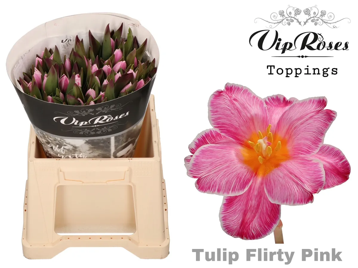 Tulipán jednoduchý A Flirty Pink • 40 cm