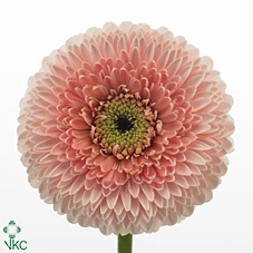 Germini Pomponi Belfi • 45 cm