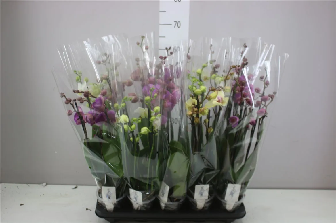 Orchidea Phalaenopsis mix, 5 výhonov • črepník 12 cm