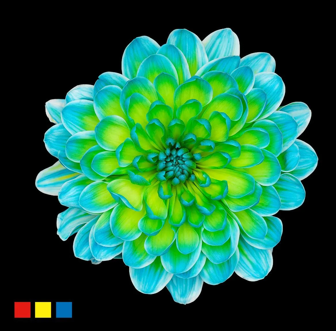 Chryzantéma trsová Altaj Double Mint • 70 cm