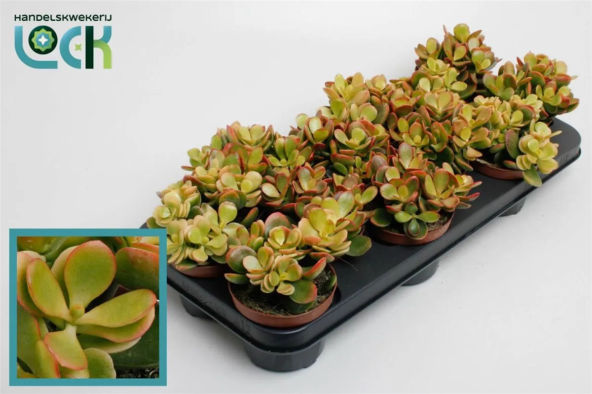 Crassula Ovata 'indian Summer' • črepník 10,5 cm