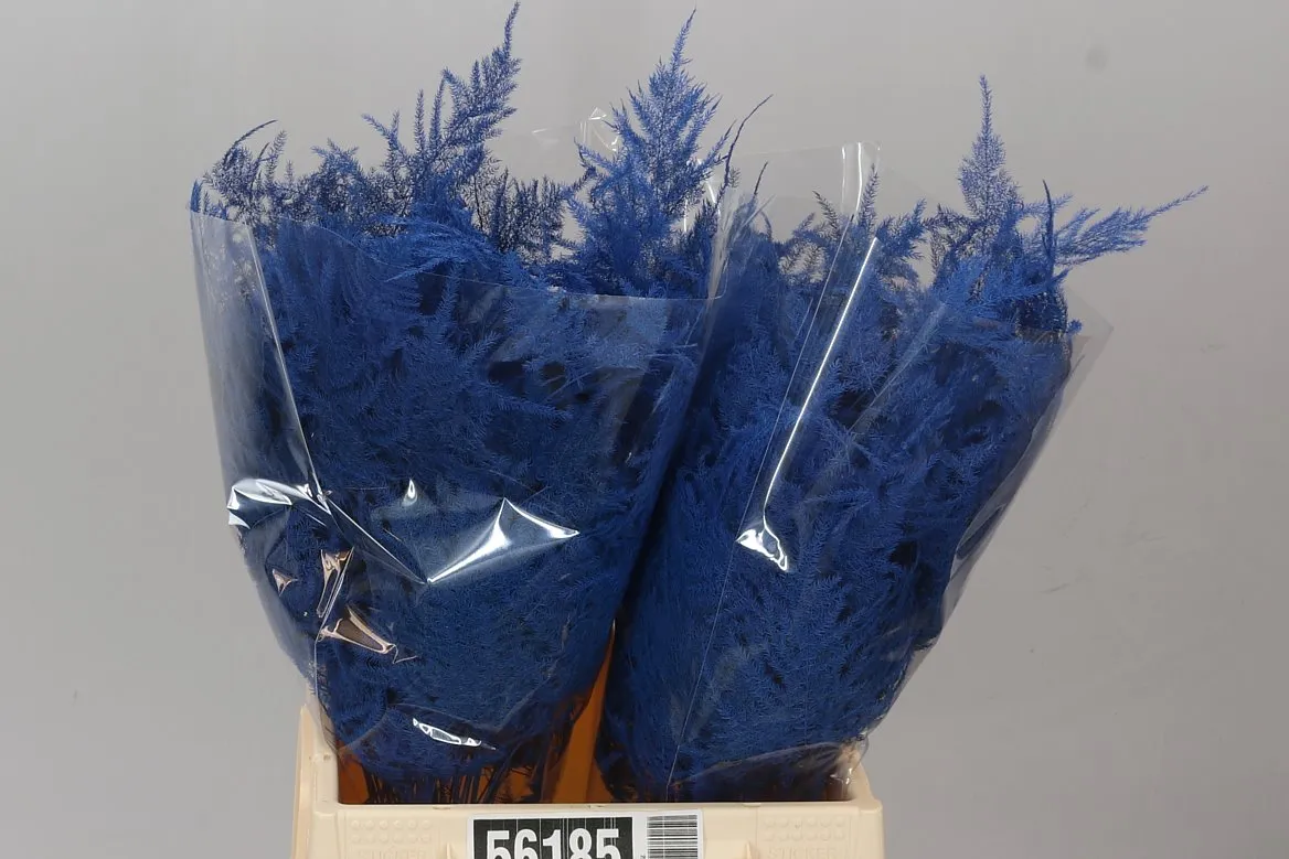Asparágus 1e Veren Blue • 45 cm