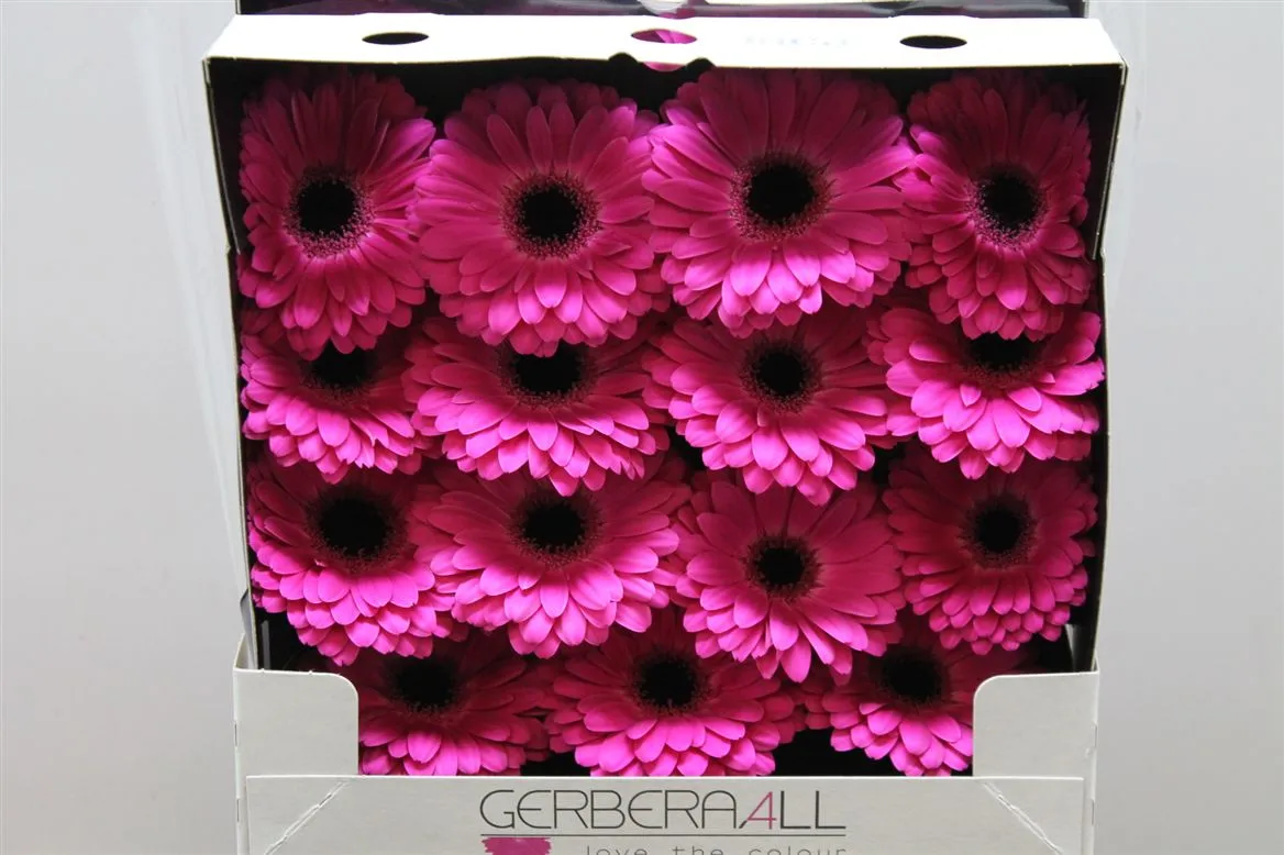 Gerbera Diamond Rich • 55 cm
