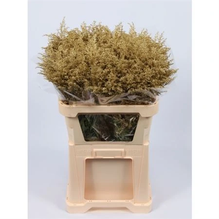 Solidago farbená Gold • 80 cm