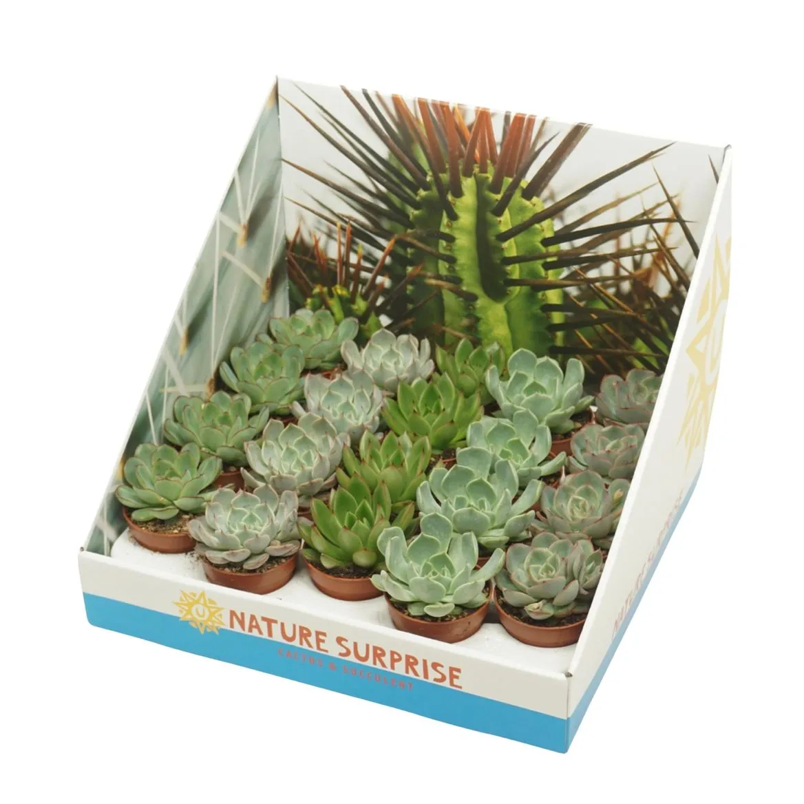 Echeveria mix Showdoos A2 • črepník 5,5 cm