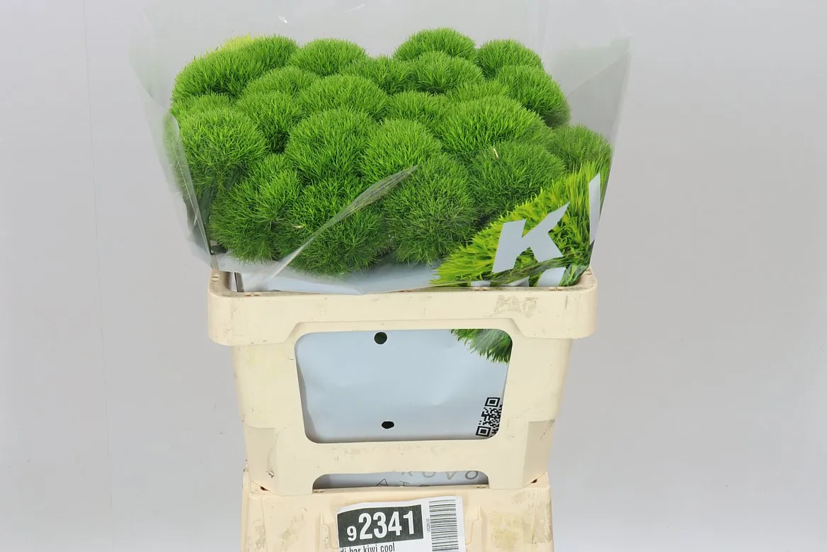 Klinček bradatý Kiwi Cool • 60 cm