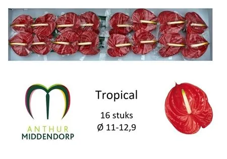Anth Tropical