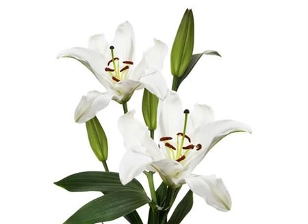 Ľalia orientálna White • 90 cm