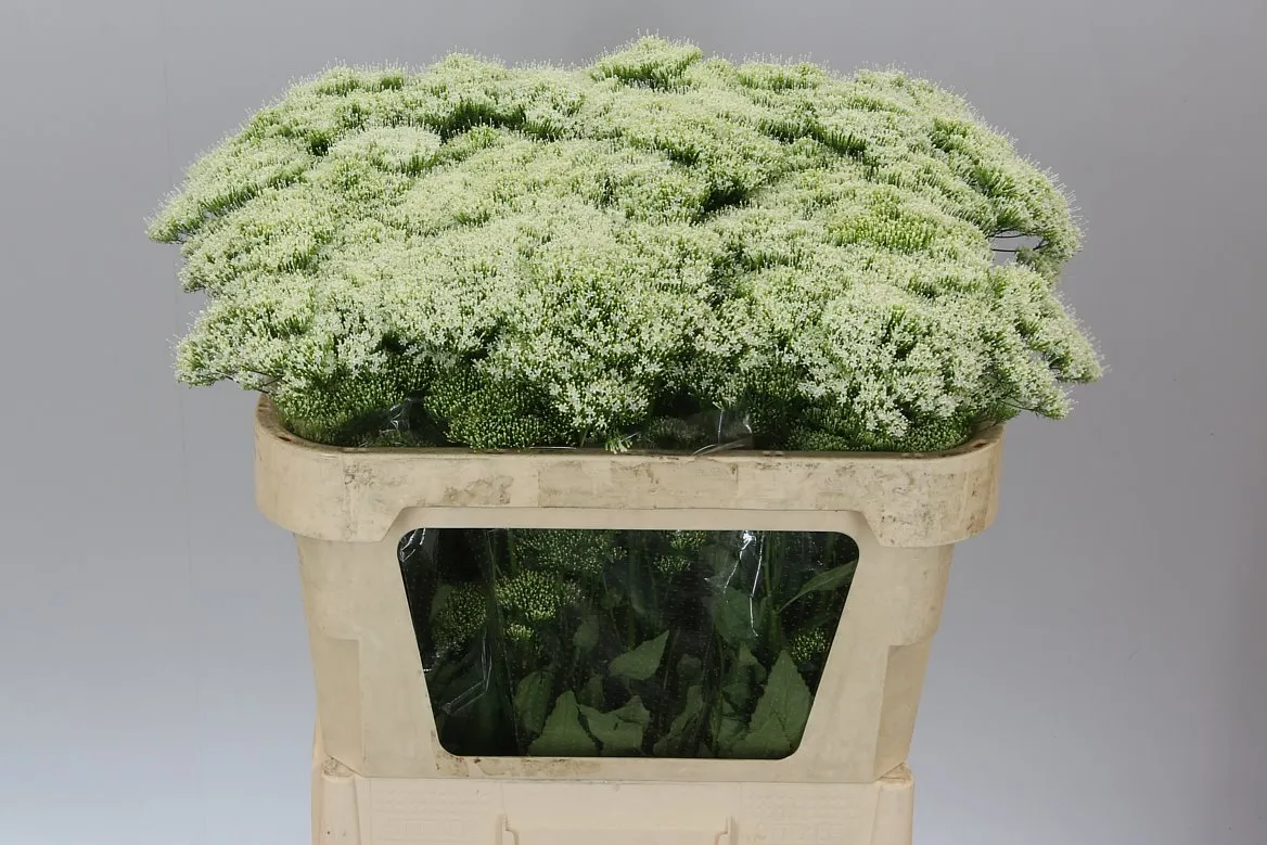 Trachelium White Lake Michig • 70 cm