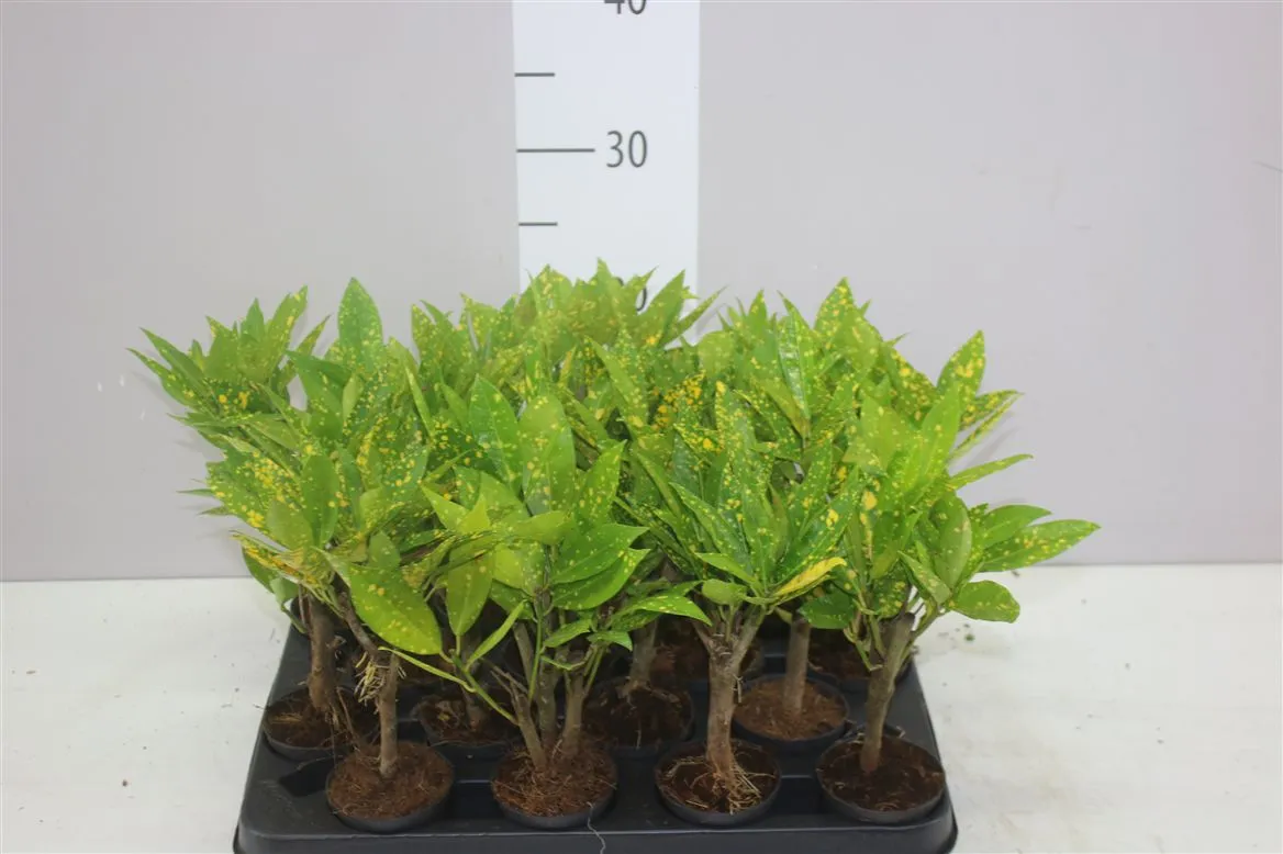 Codiaeum Gold • črepník 7 cm