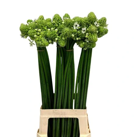 Ornithogalum Saundersiae • 80 cm