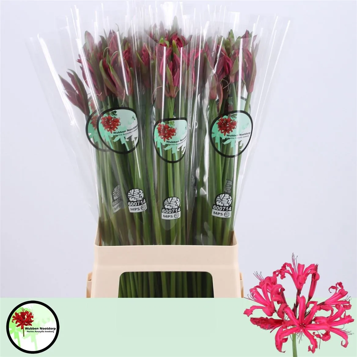 Nerine Co Mr John • 70 cm