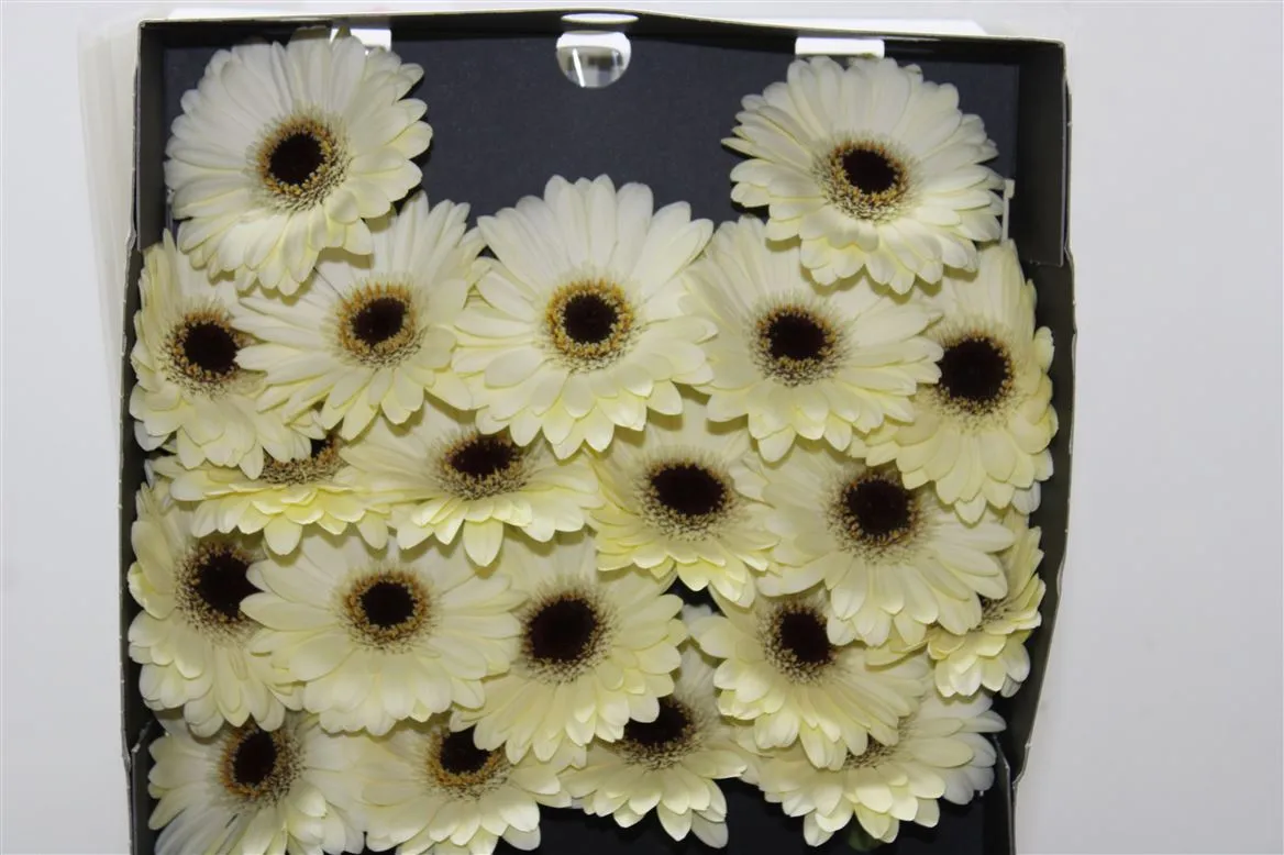 Germini Diamond Casillas • 55 cm