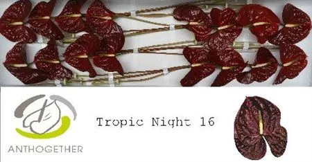 Anth Tropic Night