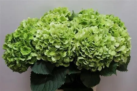 Hyd Verena Green Classic • 60 cm