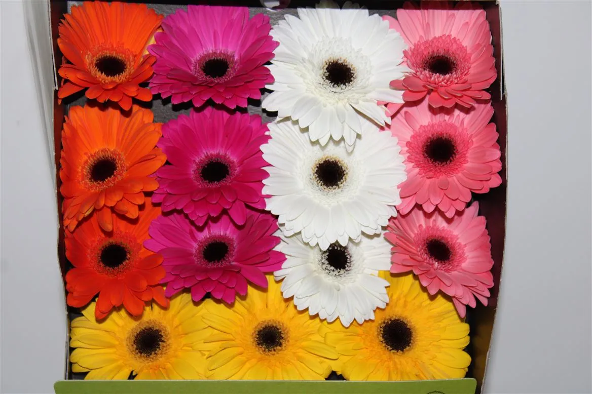 Gerbera Diamond mix • 55 cm