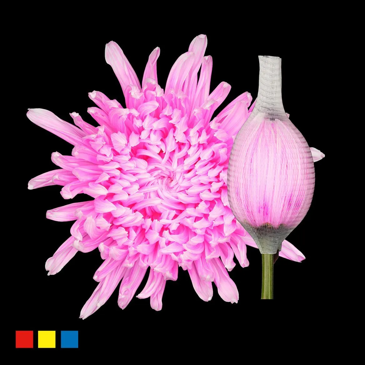 Chryzantéma veľkokvetá Stravina Pastel Cerise • 70 cm