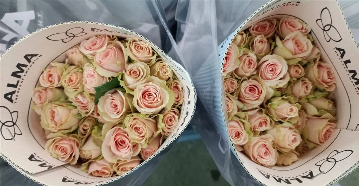 Ruža trsová Peach Irischka, Ekvádor • 40 cm